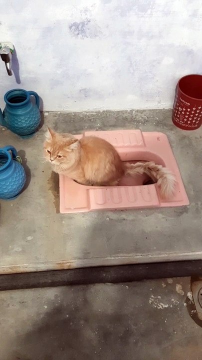 Train Cat use toilet for waste