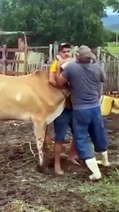Sapi Mengamuk