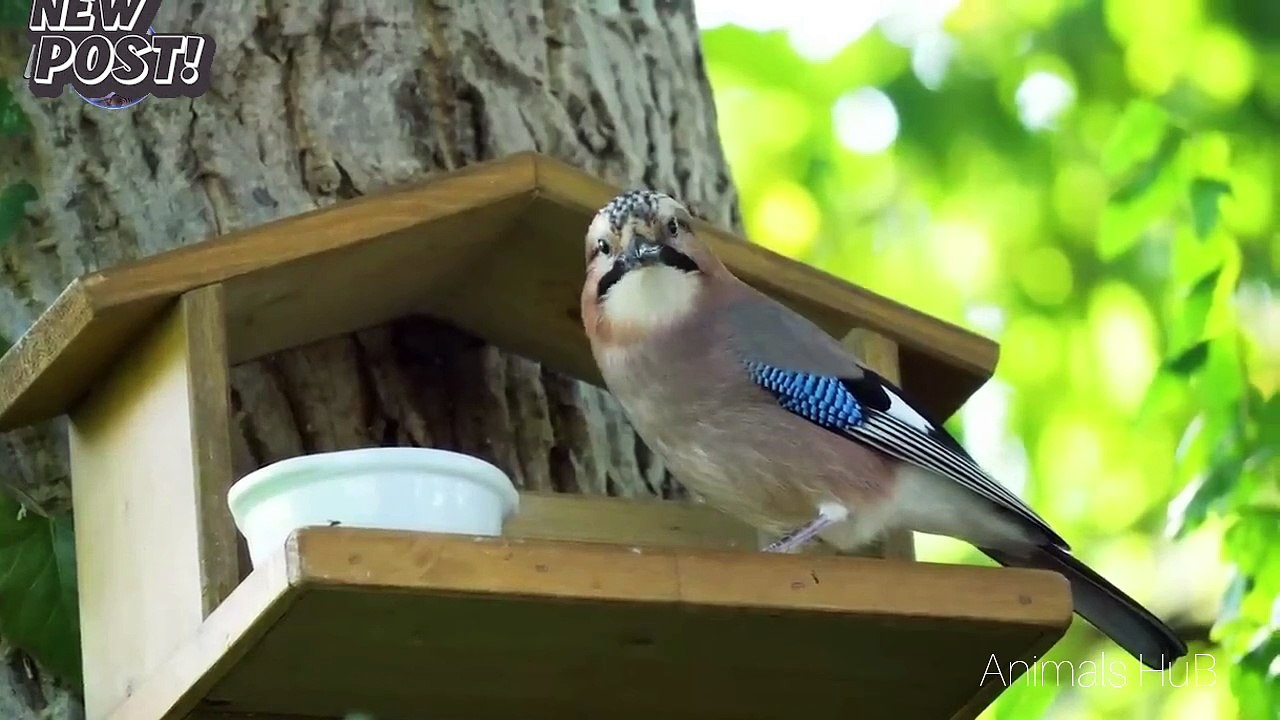 Birds original sounds
