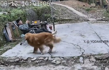 Un perro le trae un regalo envenenado a su dueño