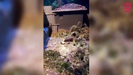 Ümraniye Belediyesi’nden Ayedaş için ağaç katliamı