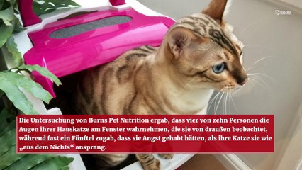 Katzen schmieden Pläne gegen ihre Besitzer