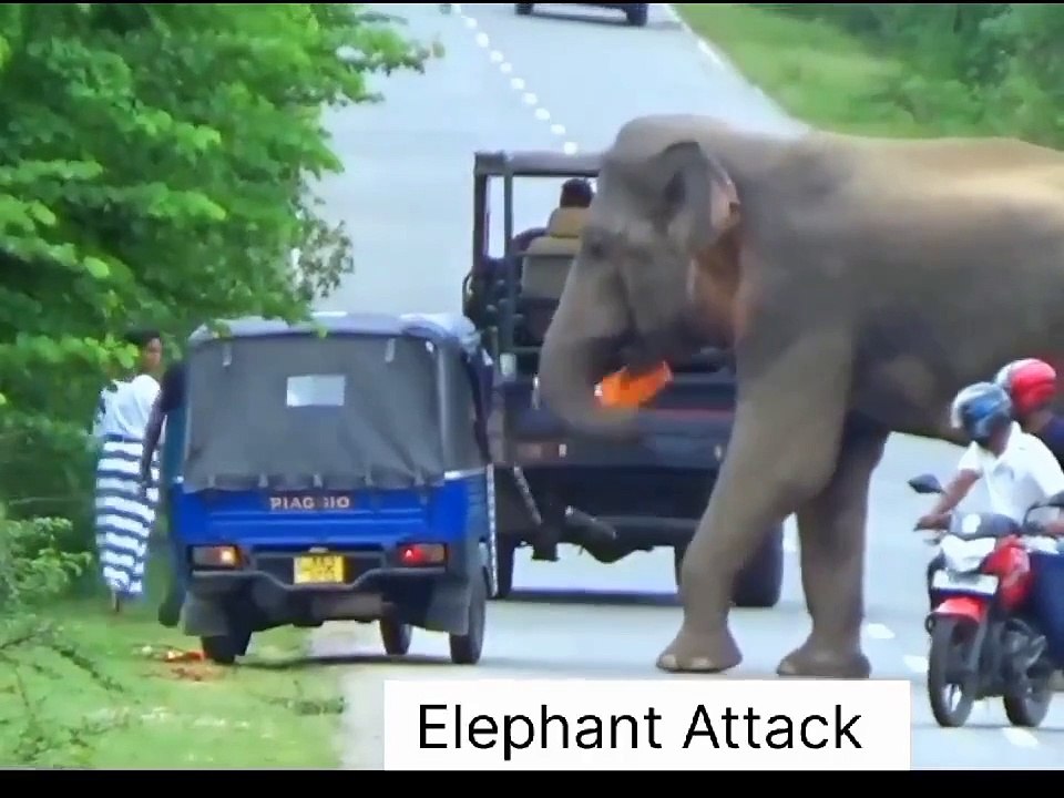 Prodip Das - Wild Elephant (HD)