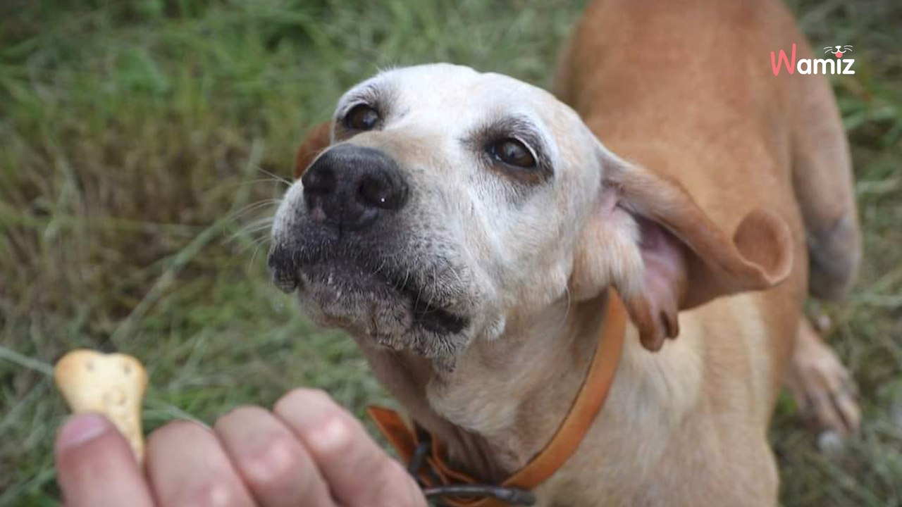 Après 11 ans de vie en box, cette chienne qui n'a jamais connu la vie de famille rêve d'une retraite en or