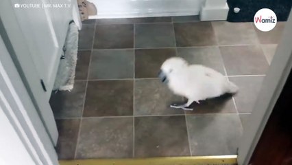 Cacatúa se queja del gato con su dueño: 5 millones de personas se mueren de risa (Vídeo)