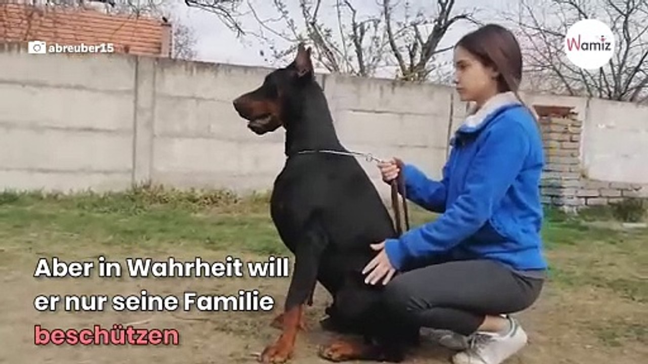 Baby spielt, als plötzlich ein verrückter Dobermann ins Wohnzimmer stürmt und...