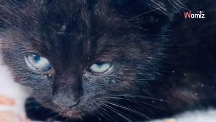 En passant à proximité d'un pont d'autoroute, ils repèrent une minuscule forme noire et comprennent l'urgence (vidéo)