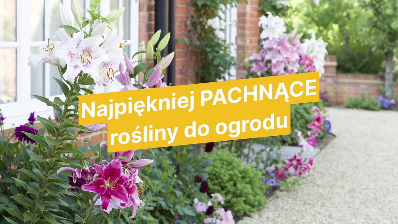 Najpiękniej pachnące rośliny ogrodowe