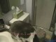 Amazing cats combating morning breath by brushing teeth