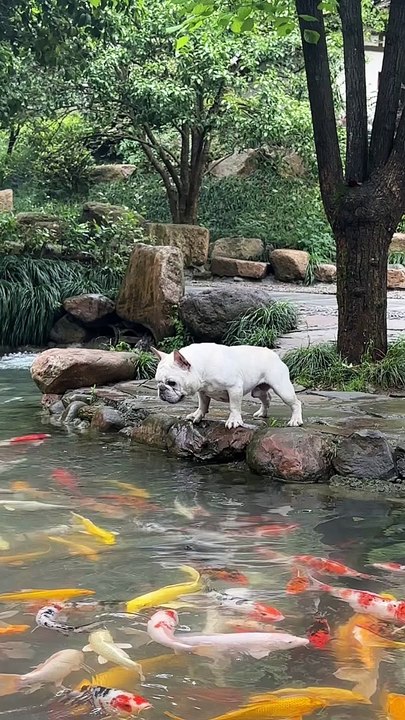 #dog