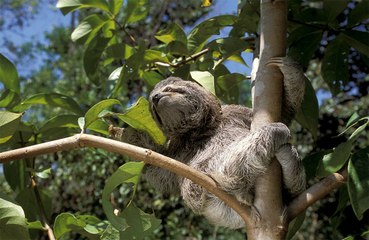 Download Video: Fears grow about brain-attacking virus that is carried by sloths