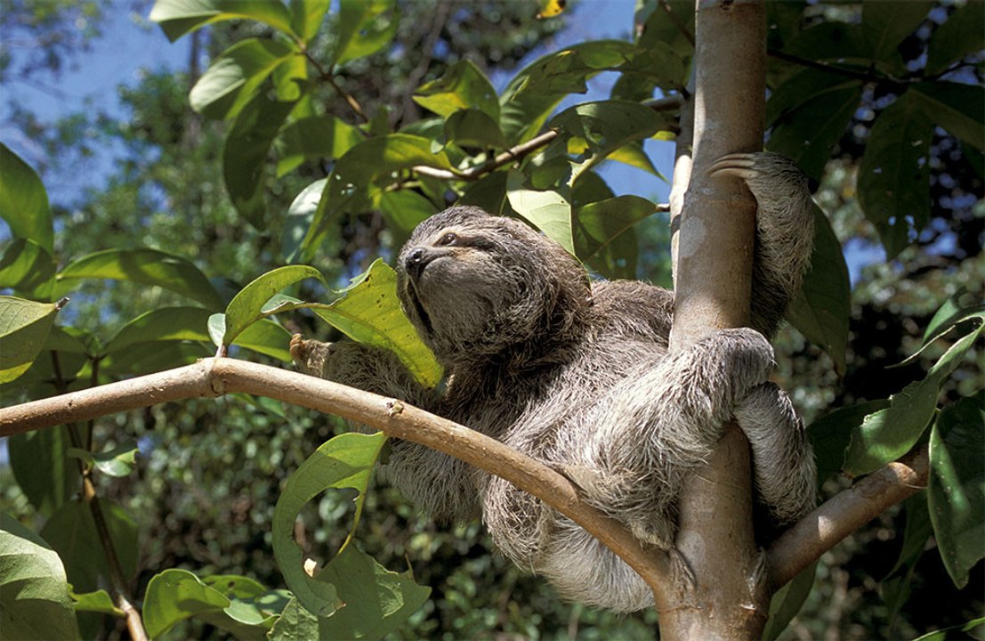 Fears grow about brain-attacking virus that is carried by sloths
