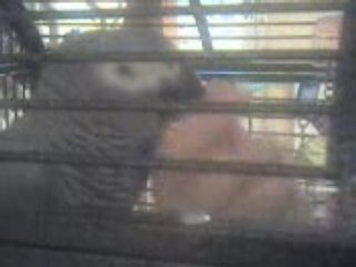 Miko calinou avant dodo