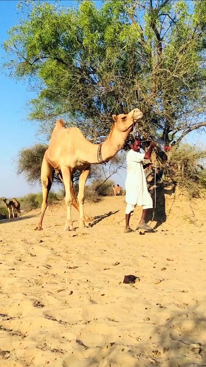 Amazing Camel