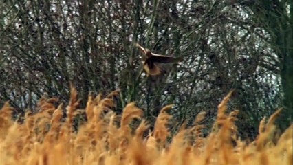Marsh Harriers 'skydance' in Suffolk skies