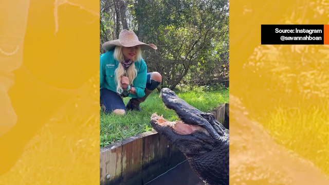 Vaikuttava video näyttää naisen silittävän ja antavan herkkuja jättiläiskrokotiilille