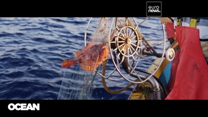 ¿Por qué la labor de los observadores científicos es crucial para la protección de nuestros mares?