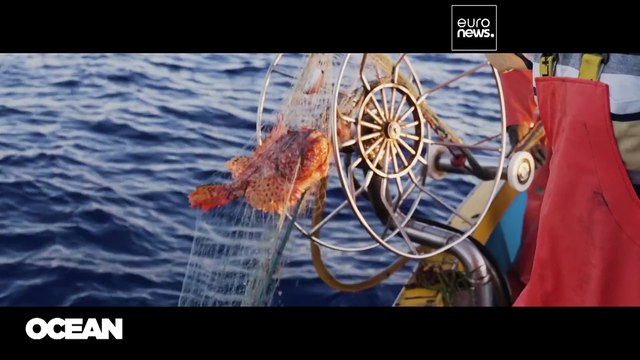 Quem são os cientistas que influenciam as decisões políticas sobre pescas na UE?