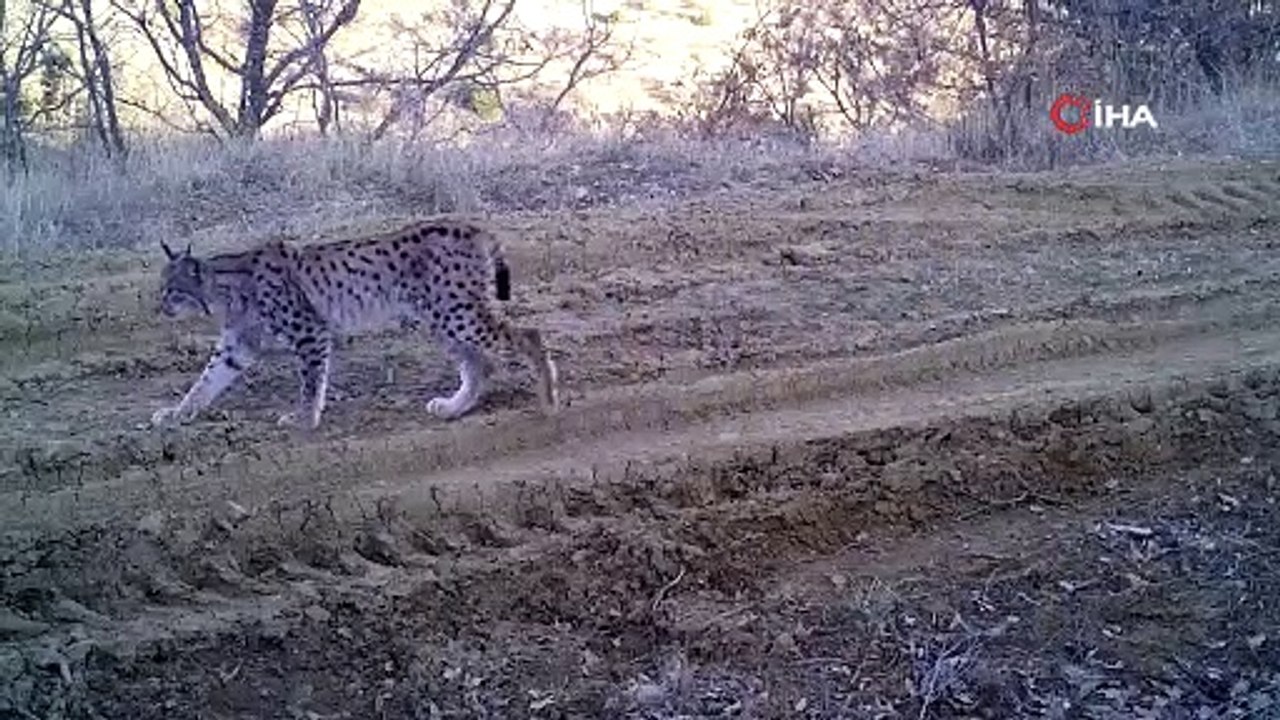 Ormanın hayaleti vaşak fotokapana takıldı