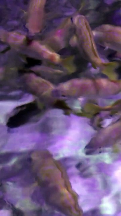 Some fish communicate by farting