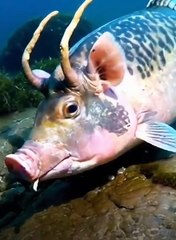 That's the creation of Almighty Allah