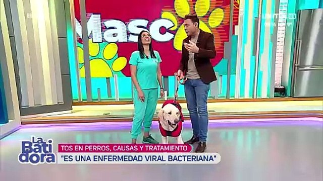 Tos perruna, un mal que se puede prevenir