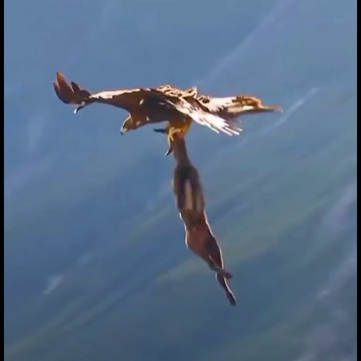 Eagle Attacks | funny animals compilation | Epi 29