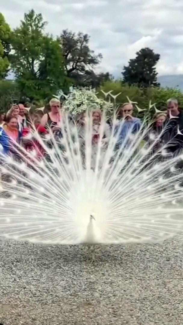⁣Cute peacock | pets | pet | animal |bird