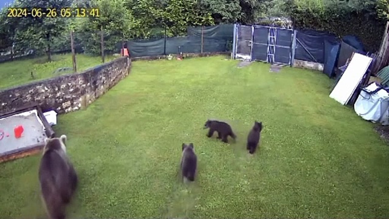 Limone sul Garda, mamma orsa e i suoi cuccioli nel giardino di casa