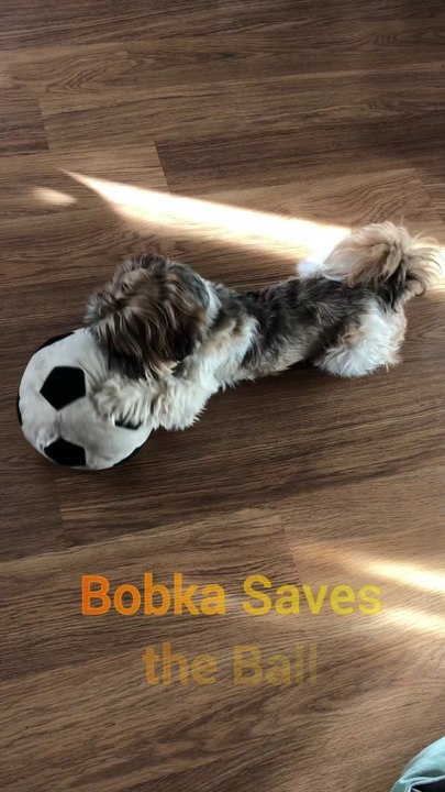 Shih Tzu Saves Ball from Robovac