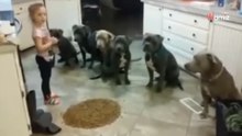 Deja a su hija sola con 6 pitbulls: millones de personas sienten escalofríos al ver lo que hacen (Vídeo)