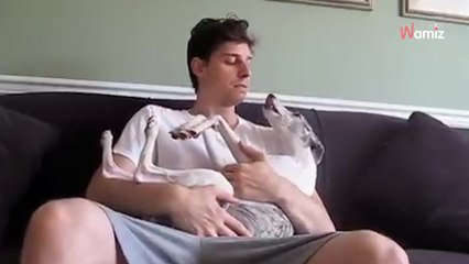 Dueños dejan a su perro con su niñera: regresan para ver un video que los deja sin palabras