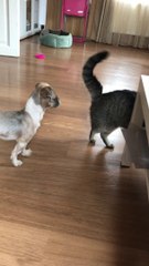 Rescued Shih Tzu Meets Cat