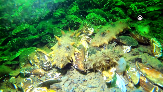 Denizlerin doğal temizleyicisi Japon deniz hıyarı nın İzmit Körfezi'ndeki popülasyonu artıyor