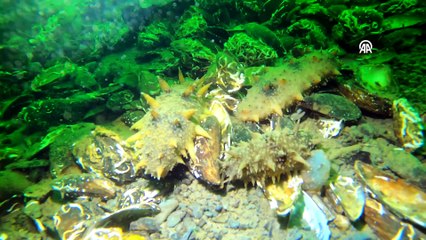 Denizlerin doğal temizleyicisi "Japon deniz hıyarı"nın İzmit Körfezi'ndeki popülasyonu artıyor