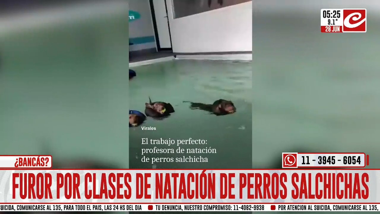 Furor por las clases de natación de perros salchichas
