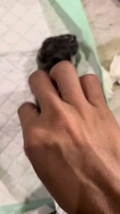 Rescued Small Puppy 