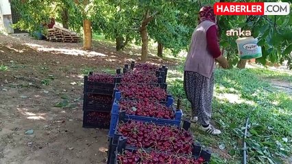 Kiraz Üreticileri Ürünlerinin Dalında Kalıyor