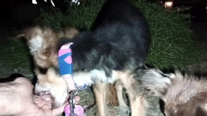 Ozzyta Villanova Paco luck out pretty much because we saw nobody on our doggie walk, all's groovy VID_20240618_205934806