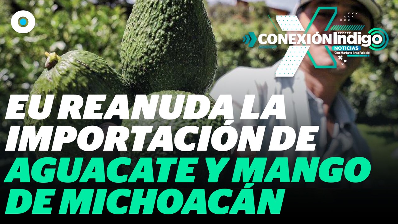México reanuda la exportación de aguacate y mango a Estados Unidos | Reporte Indigo