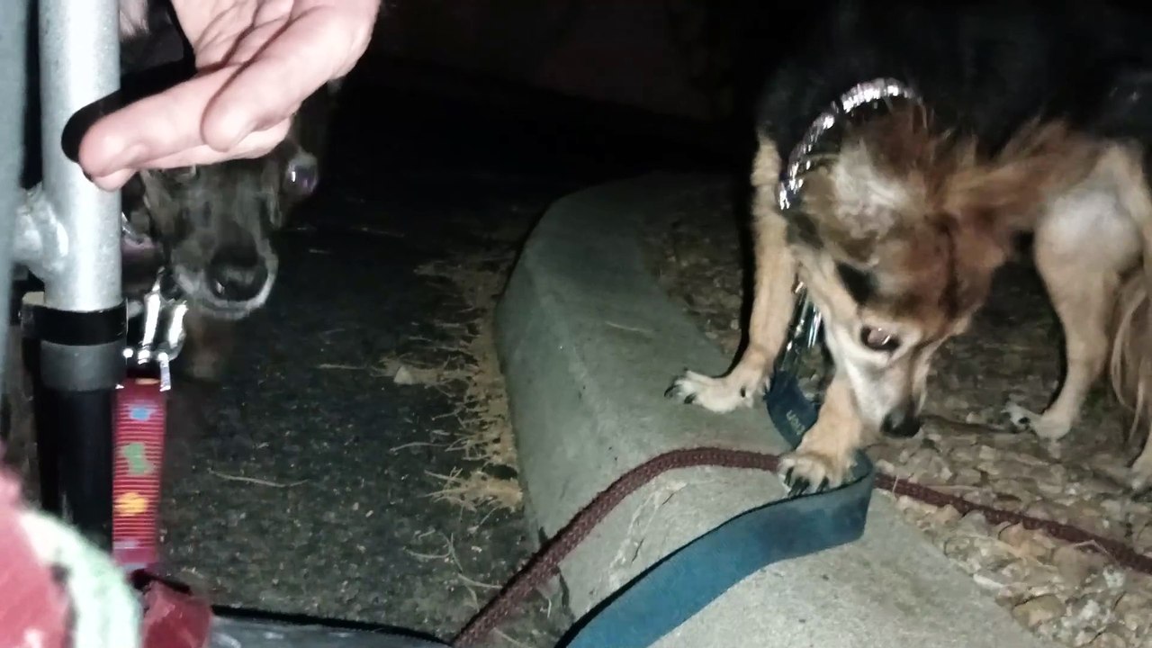 Ozzyta Villanova Paco were given a bit more freedom on the leash tonight. Villanova did business VID_20240624_210946192