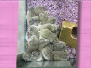 Ultra Kawaii - Viewer Goodness!