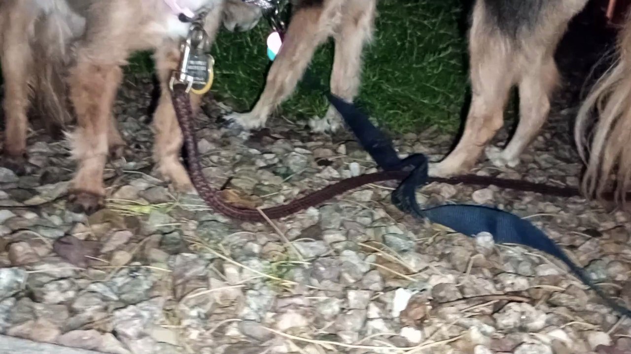 Ozzyta Villanova Paco; ladies had hot dog; Paco was good but a little excited, maybe it's weather VID_20240622_202745219