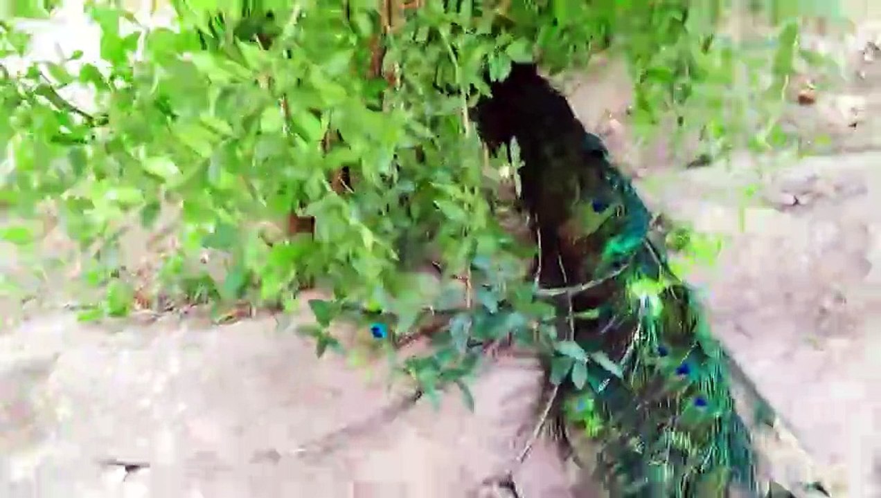 Beautiful pigeons and big size indian blue shoulder peacock male