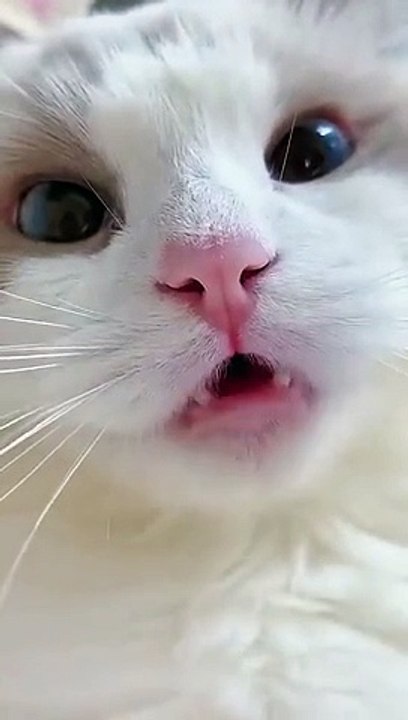 Cute Little Cat