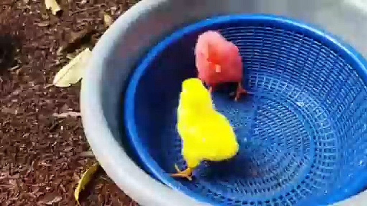 Catching chickens,cute chickens, rainbow chickens,colorful chickens,rainbow chickens,animals cute 32