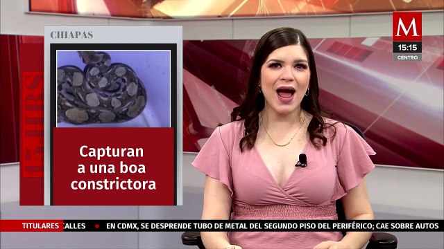Bomberos rescatan boa constrictora hallada dentro de una vivienda en Tuxtla Gutiérrez