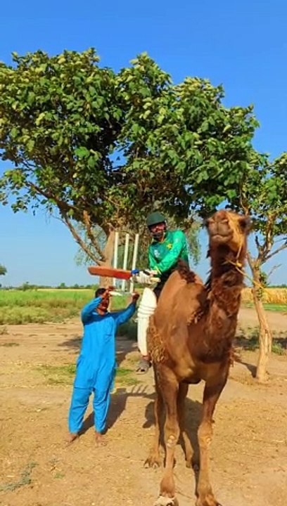 Cricket on camel
