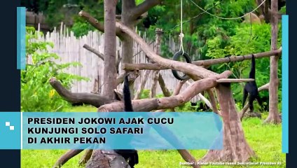 Jokowi Ajak Cucu Safari di Akhir Pekan