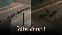 ไวรัลดัง ! เมื่อฝูงคาปิบาร่าเดินเป็นแถวเรียงเดี่ยวที่บราซิล